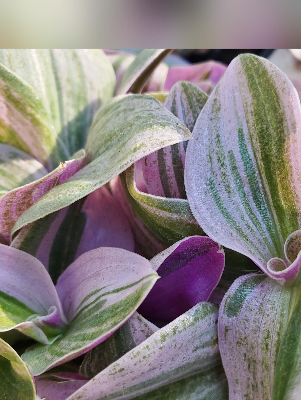 Tradescantia FEELING MOODY New Inch Plant Hybrid Live Plant In 4"